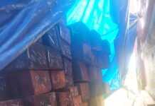 Kayu Pacakan Menggila di Sorong, Polisi Tutup Mata, Mafia Kayu Panen Untung